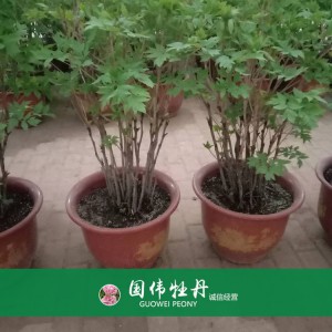 盆栽牡丹 精品牡丹 菏澤牡丹苗批發 牡丹苗價格 國偉牡丹苗種植基地常年供應牡丹苗