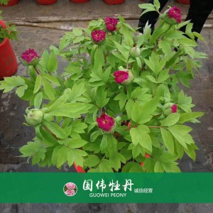 盆栽牡丹 精品牡丹 菏澤牡丹苗批發 牡丹苗價格 國偉牡丹苗種植基地常年供應牡丹苗