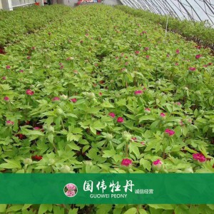 盆栽牡丹 精品牡丹 菏澤牡丹苗批發 牡丹苗價格 國偉牡丹苗種植基地常年供應牡丹苗