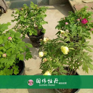 盆栽牡丹 精品牡丹 菏澤牡丹苗批發 牡丹苗價格 國偉牡丹苗種植基地常年供應牡丹苗