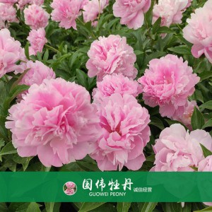 芍藥價格 山東觀賞牡丹 觀賞芍藥價格 牡丹芍藥種植基地