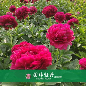 芍藥價格 山東觀賞牡丹 觀賞芍藥價格 牡丹芍藥種植基地