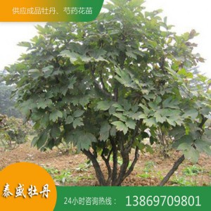 菏澤牡丹基地 優(yōu)質(zhì)牡丹樹供應(yīng) 百年牡丹古樹培育 觀賞牡丹樹價格