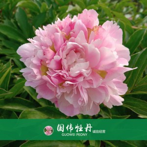 芍藥價格 山東觀賞牡丹 觀賞芍藥價格 牡丹芍藥種植基地
