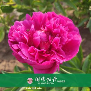 芍藥價格 山東觀賞牡丹 觀賞芍藥價格 牡丹芍藥種植基地