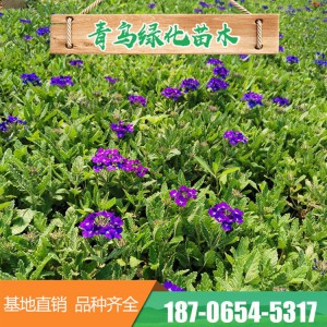 山東細(xì)葉美女櫻基地直發(fā)盆栽細(xì)葉美女櫻 美女櫻營(yíng)養(yǎng)缽苗 園林工程花壇綠化 大量現(xiàn)貨