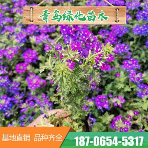 山東細(xì)葉美女櫻基地直發(fā)盆栽細(xì)葉美女櫻 美女櫻營(yíng)養(yǎng)缽苗 園林工程花壇綠化 大量現(xiàn)貨