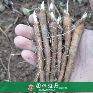 盆栽芍藥種植基地 觀賞芍藥苗 藥用芍藥批發(fā)