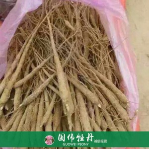 盆栽芍藥種植基地 觀賞芍藥苗 藥用芍藥批發(fā)