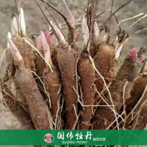 盆栽芍藥種植基地 觀賞芍藥苗 藥用芍藥批發(fā)