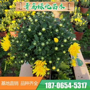 菊花花海 造型千頭菊花 青州千頭菊花花卉種植基地 菊花批發(fā) 常年供應(yīng)菊花