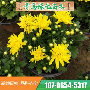 菊花花海 造型千頭菊花 青州千頭菊花花卉種植基地 菊花批發(fā) 常年供應(yīng)菊花