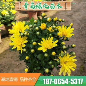 菊花花海 造型千頭菊花 青州千頭菊花花卉種植基地 菊花批發(fā) 常年供應(yīng)菊花
