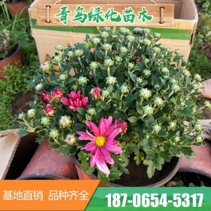 菊花花海 造型千頭菊花 青州千頭菊花花卉種植基地 菊花批發(fā) 常年供應(yīng)菊花