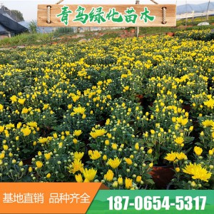 菊花花海 造型千頭菊花 青州千頭菊花花卉種植基地 菊花批發(fā) 常年供應(yīng)菊花