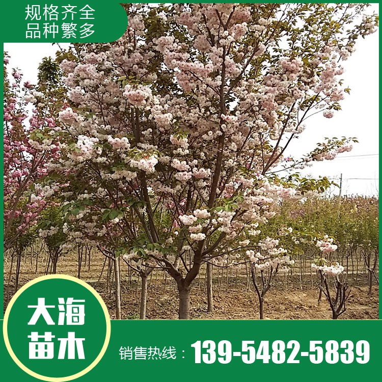 熱銷早櫻花苗 早櫻花苗批發 早櫻花苗銷售 量大批發價