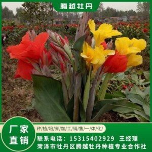 美人蕉 全國銷售 存活率高 品種多 價格合理