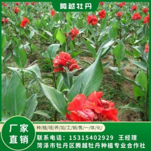 美人蕉 全國銷售 存活率高 品種多 價格合理