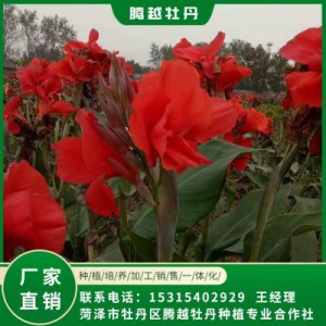 美人蕉 全國銷售 存活率高 品種多 價格合理
