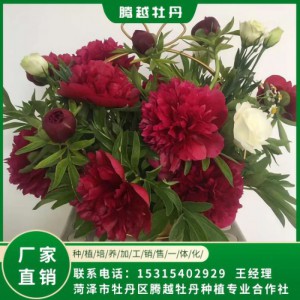 芍藥鮮切花 全國(guó)銷售 存活率高 品種多 價(jià)格合理