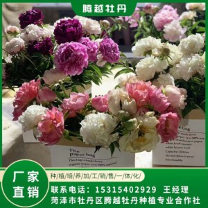 芍藥鮮切花 全國(guó)銷售 存活率高 品種多 價(jià)格合理