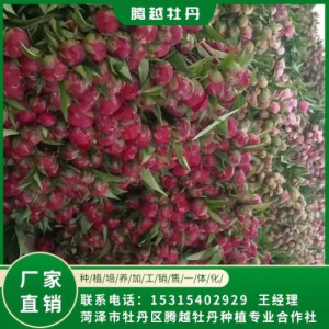 芍藥鮮切花 全國(guó)銷售 存活率高 品種多 價(jià)格合理