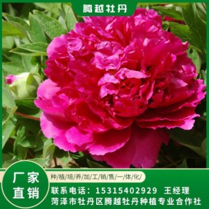 觀賞牡丹 全國銷售 存活率高 品種多 價格合理
