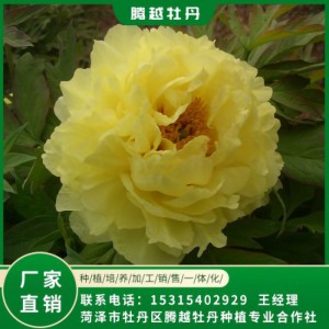 觀賞牡丹 全國銷售 存活率高 品種多 價格合理