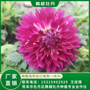大麗花 全國銷售 存活率高 品種多 價格合理