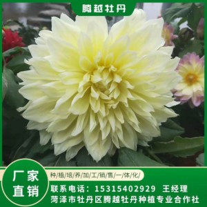 大麗花 全國銷售 存活率高 品種多 價格合理