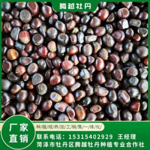 赤芍籽價(jià)格 全國銷售 存活率高 品種多 價(jià)格合理