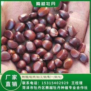 赤芍籽價(jià)格 全國銷售 存活率高 品種多 價(jià)格合理