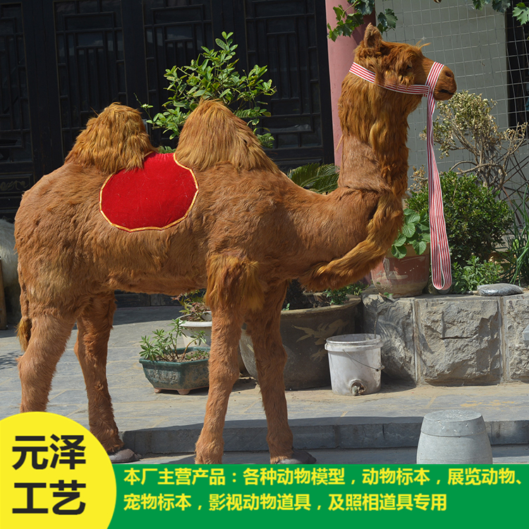高仿真駱駝銷售 造型逼真駱駝 廠家直銷