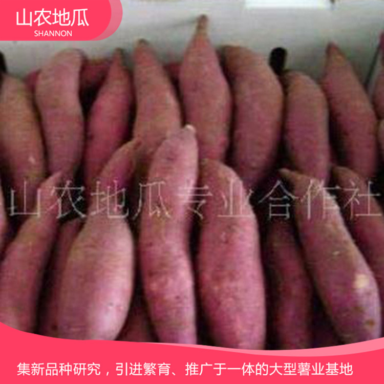 山東濟南 廠家直銷地瓜苗 批發紅薯種苗 龍署九號地瓜苗價格