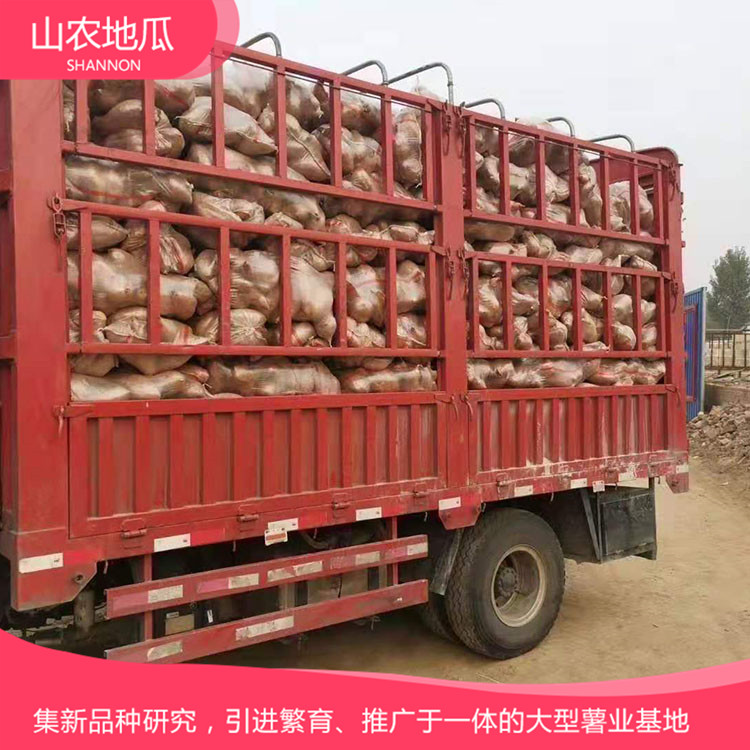 高品質(zhì)地瓜菏澤紅丹地瓜種植 龍署九號(hào)地瓜基地直銷 廠家直銷西瓜紅價(jià)格