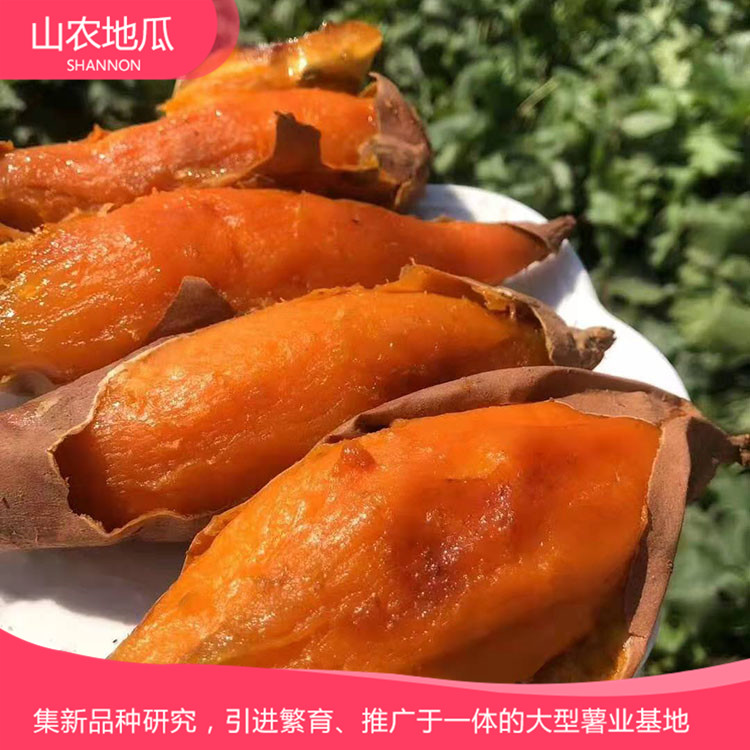 安徽六安煙薯25 鶯歌 商薯19地瓜苗批發(fā) 普薯32 秦薯8號批發(fā)