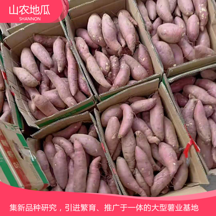 安徽六安煙薯25 鶯歌 商薯19地瓜苗批發(fā) 普薯32 秦薯8號批發(fā)