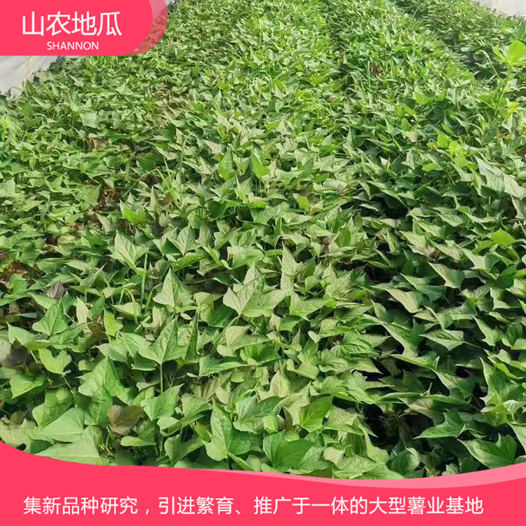 安徽六安煙薯25 鶯歌 商薯19地瓜苗批發(fā) 普薯32 秦薯8號批發(fā)