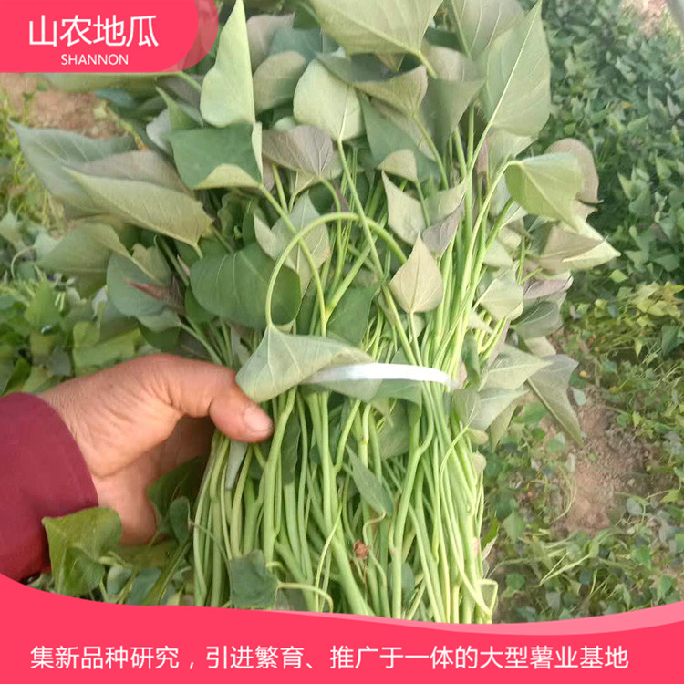 安徽六安煙薯25 鶯歌 商薯19地瓜苗批發(fā) 普薯32 秦薯8號批發(fā)