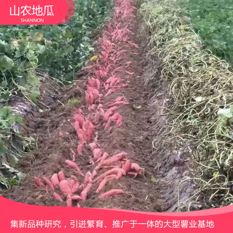 高品質(zhì)地瓜菏澤紅丹地瓜種植 商薯19地瓜苗批發(fā) 普薯32 秦薯8號(hào)批發(fā)