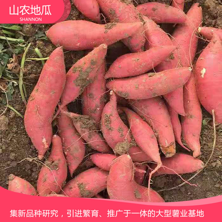 高品質(zhì)地瓜菏澤紅丹地瓜種植 商薯19地瓜苗批發(fā) 普薯32 秦薯8號(hào)批發(fā)