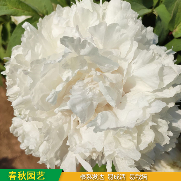 精品觀賞牡丹 室內盆栽牡丹 品種眾多 重瓣多枝