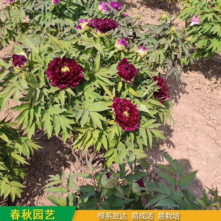 春節催花牡丹 室內盆栽牡丹 品種眾多 重瓣多枝
