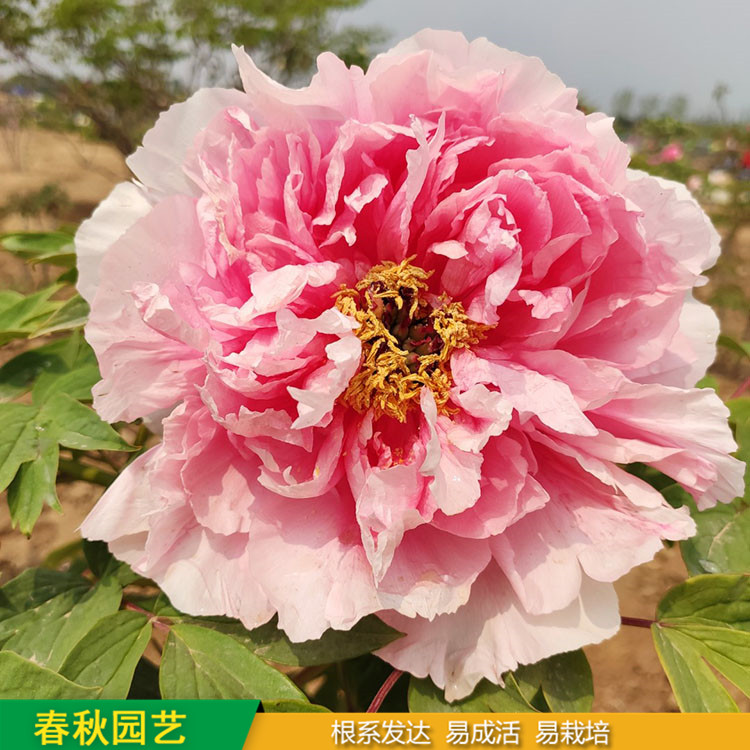 精品觀賞牡丹 室內盆栽牡丹 品種眾多 重瓣多枝