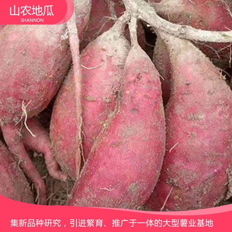 批發銷售地瓜苗 地瓜苗種植基地 支持批發