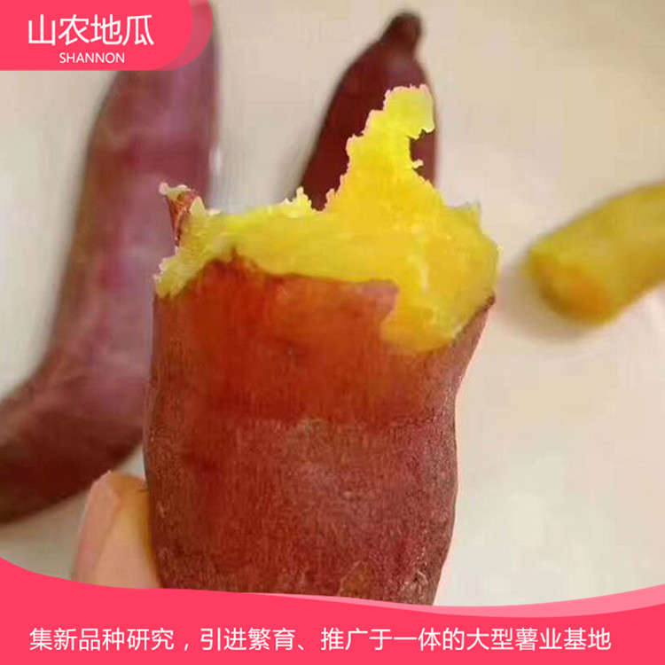 批發銷售地瓜苗 地瓜苗種植基地 支持批發