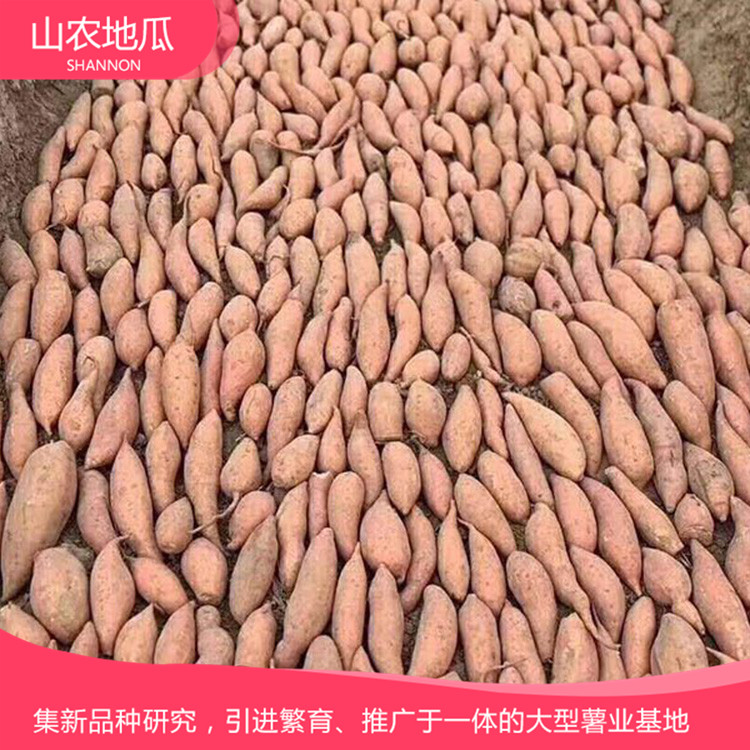 批發銷售地瓜苗 地瓜苗種植基地 巨野山農地瓜