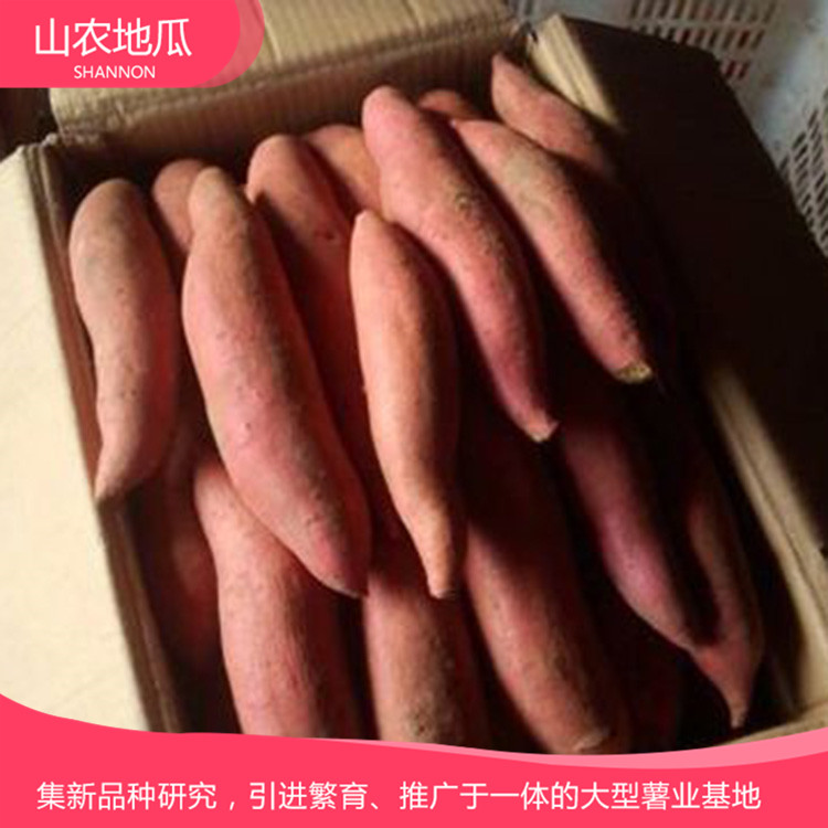批發(fā)銷(xiāo)售地瓜苗 地瓜苗種植基地 歡迎咨詢(xún)