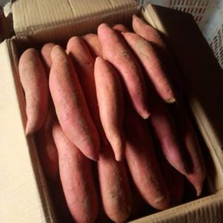 批發銷售地瓜苗 地瓜苗種植基地 巨野山農地瓜