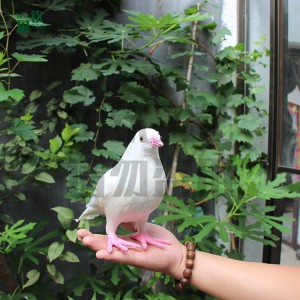 仿真白鴿模型 影視道具 仿真動物模型設計加工